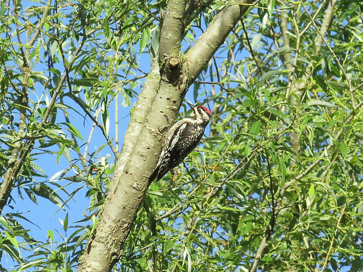 Yellow-bellied Sapsucker - ML619672630