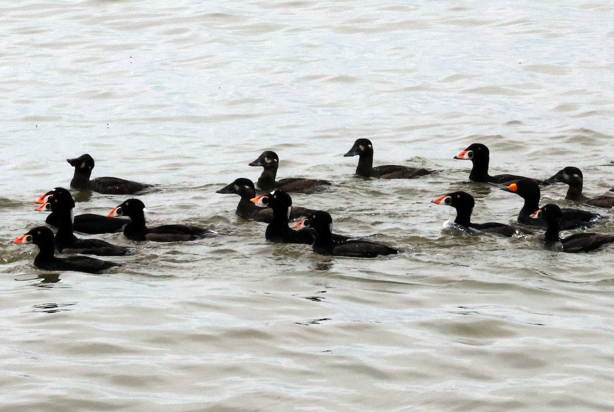 Surf Scoter - ML619672670