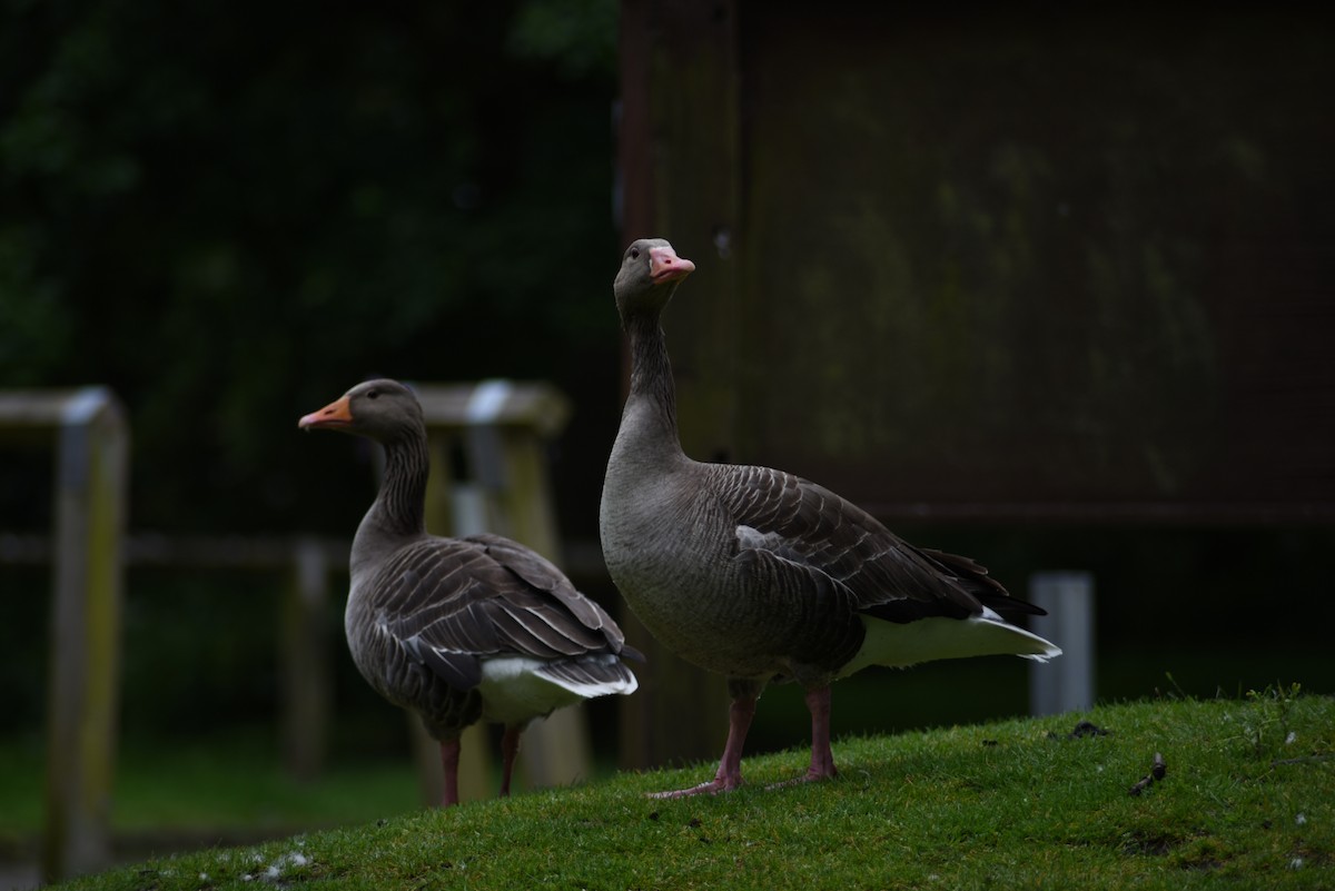 Graylag Goose - ML619672694