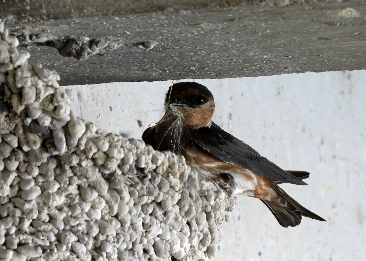 Cave Swallow (Caribbean) - ML619672710