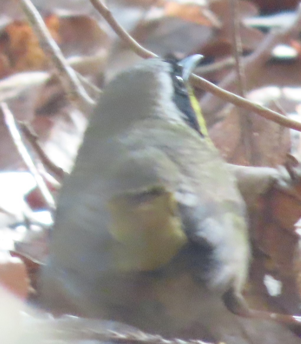 Common Yellowthroat - ML619672724