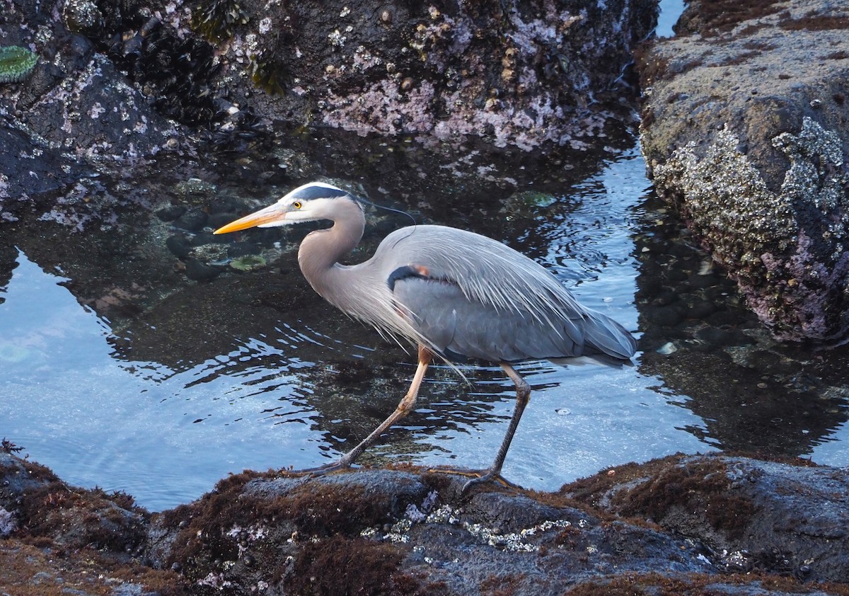 Great Blue Heron - Dick Cartwright