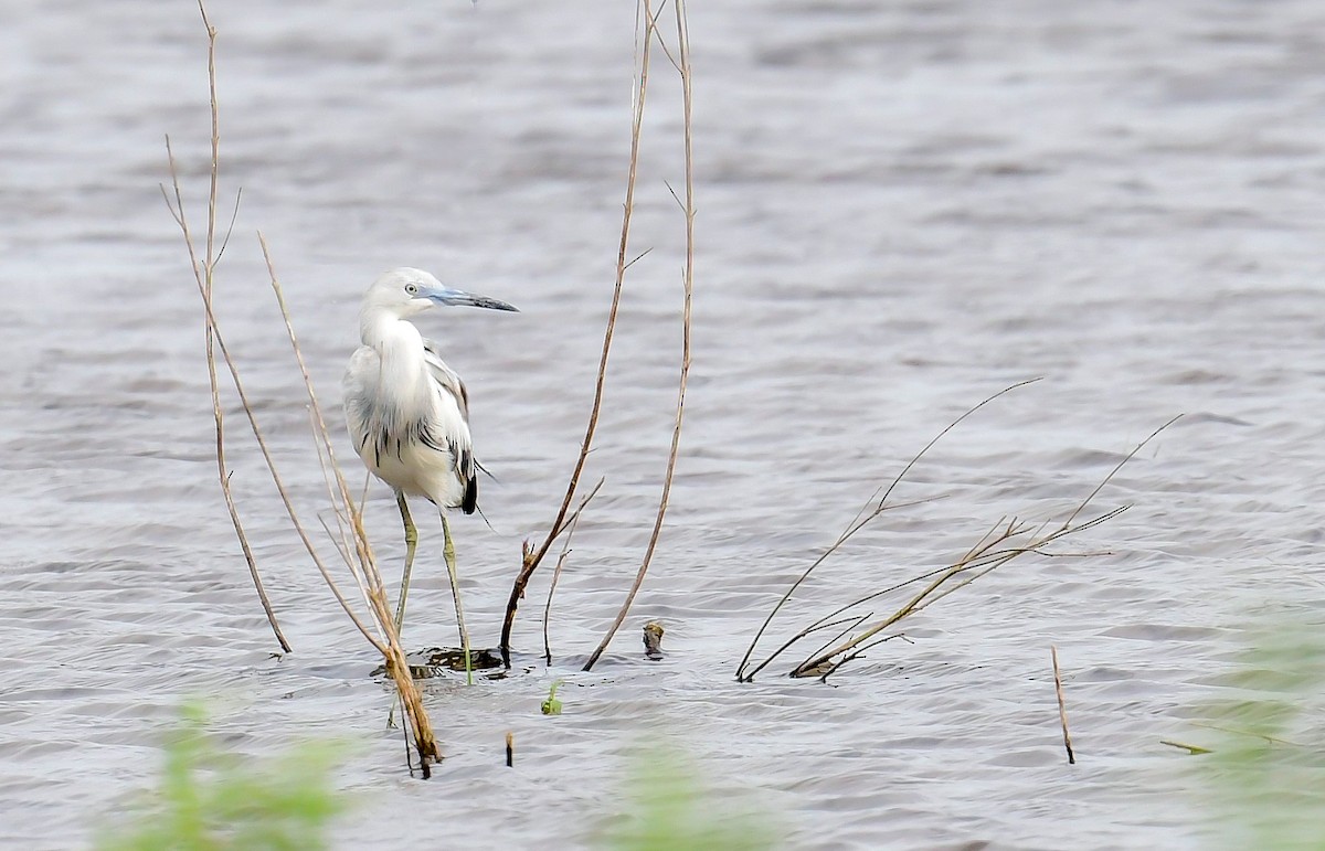 Little Blue Heron - ML619672744