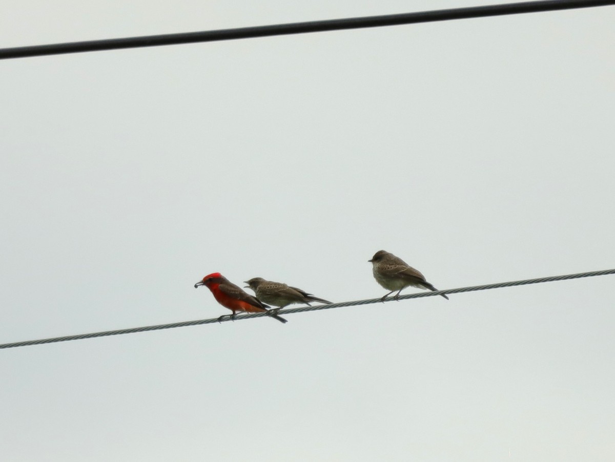 Vermilion Flycatcher - ML619672752