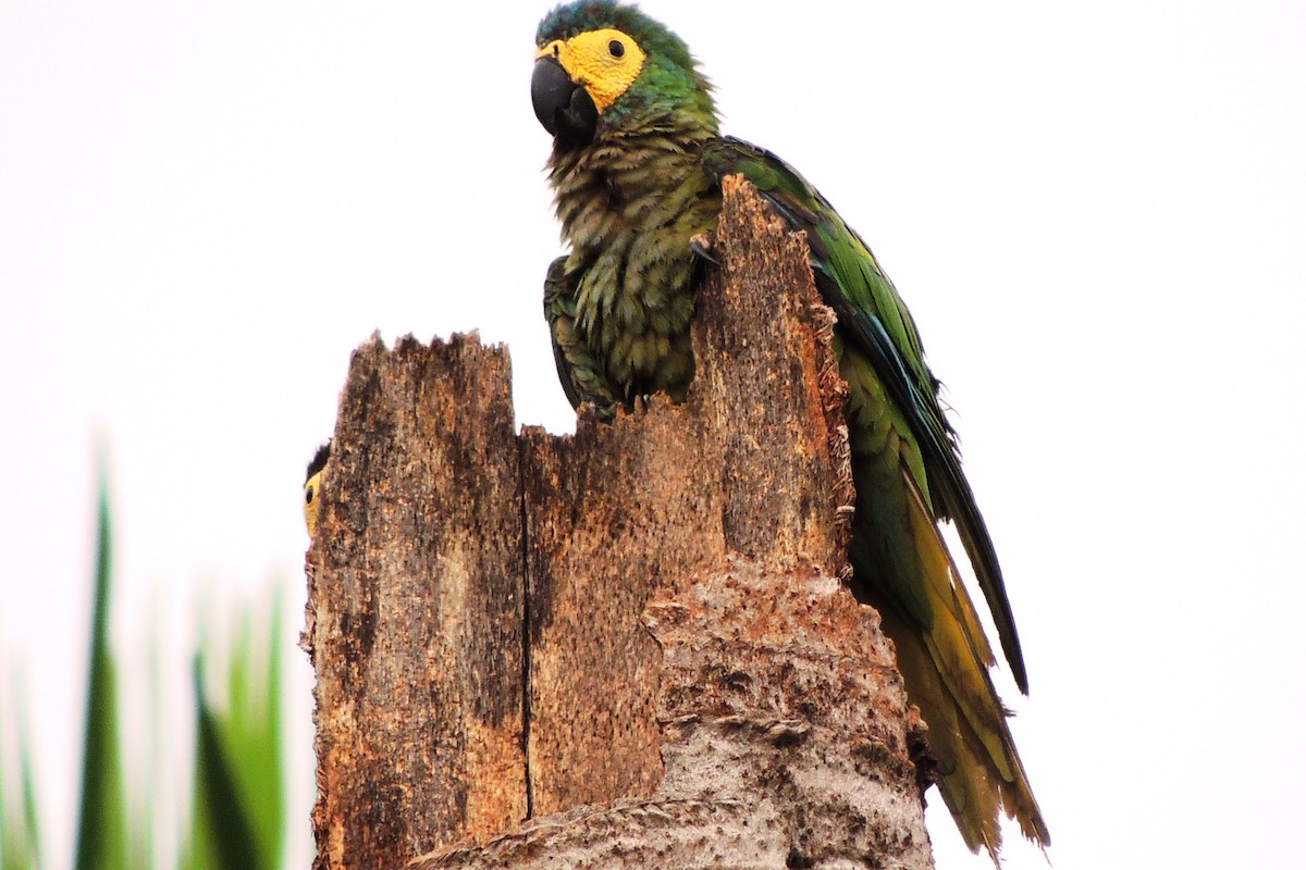 Guacamayo Ventrirrojo - ML619672763