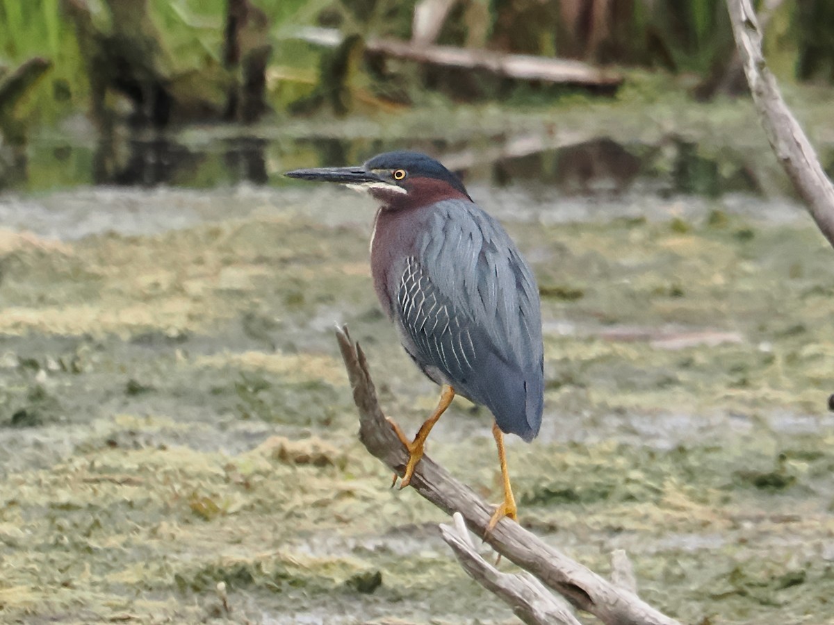 Green Heron - ML619672771