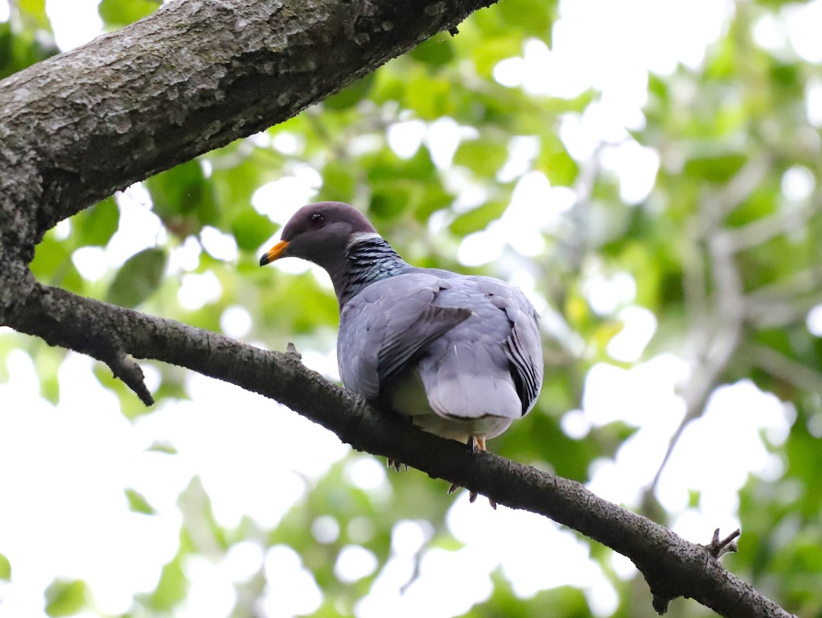 Band-tailed Pigeon - ML619672796