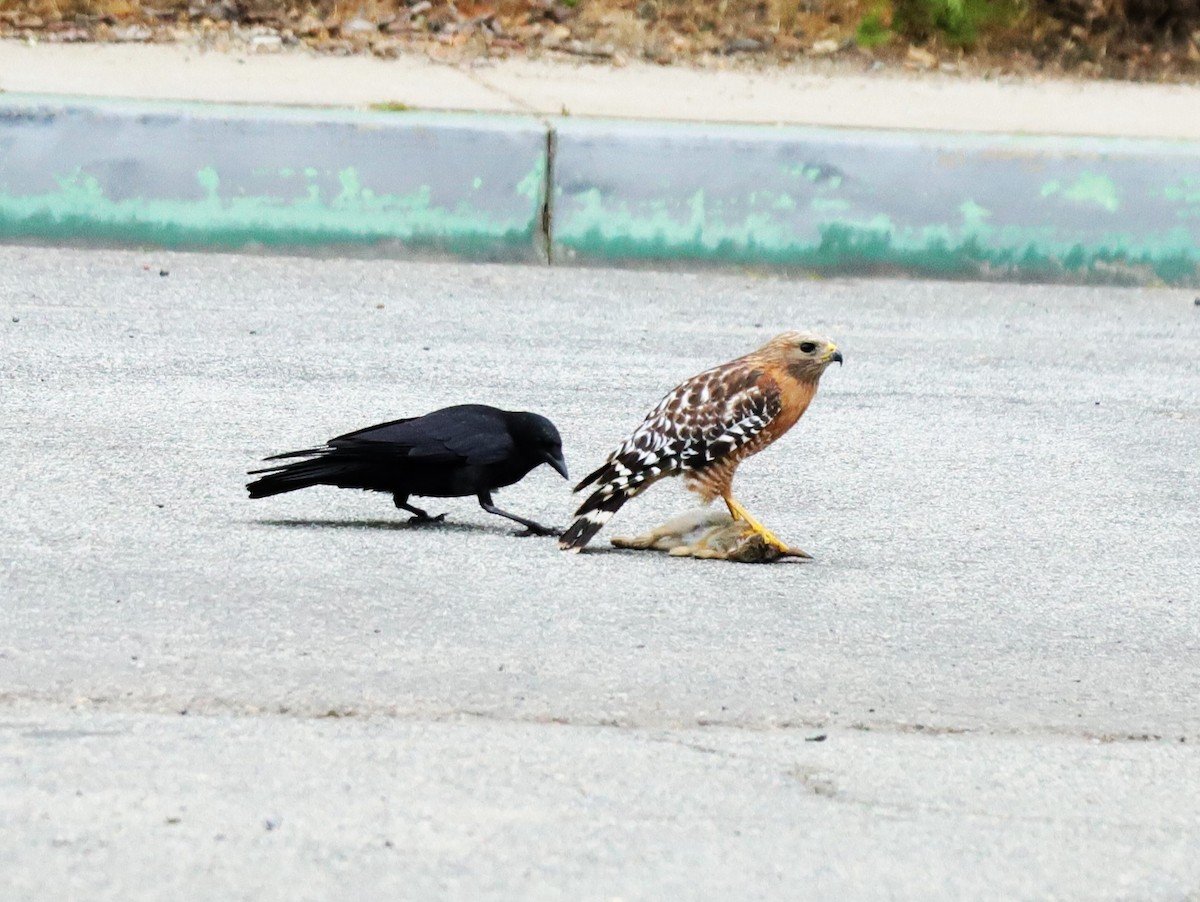 Red-shouldered Hawk - ML619672799