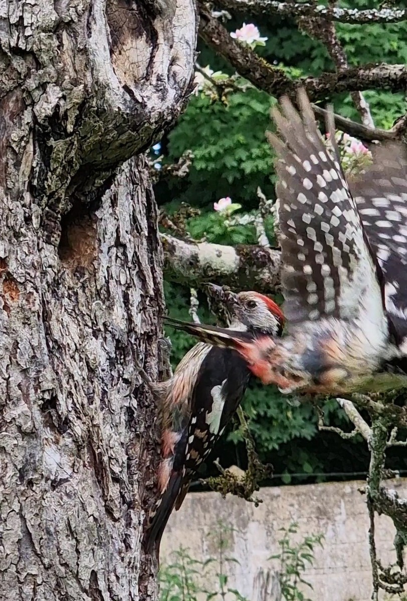 Middle Spotted Woodpecker - ML619672819