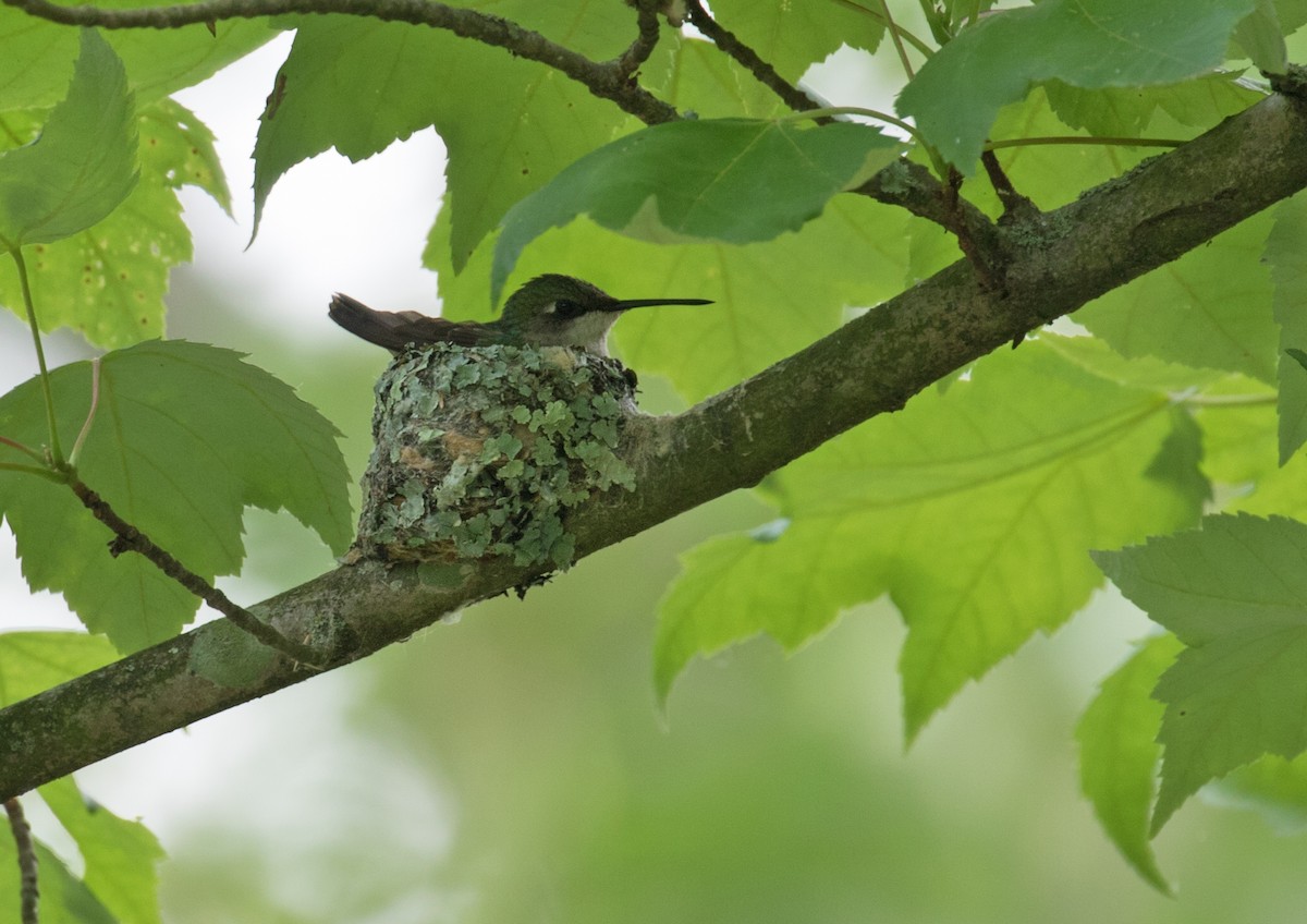 Ruby-throated Hummingbird - ML619672904