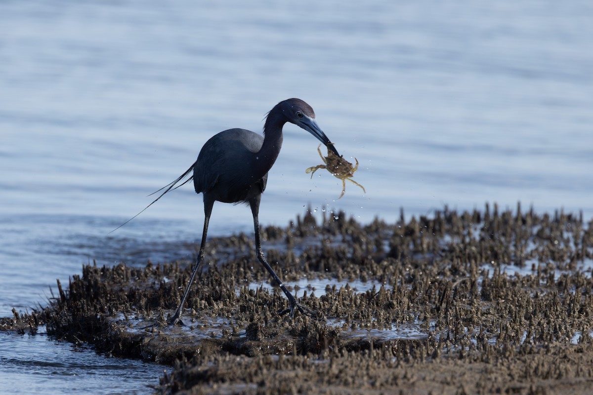 Little Blue Heron - ML619672907