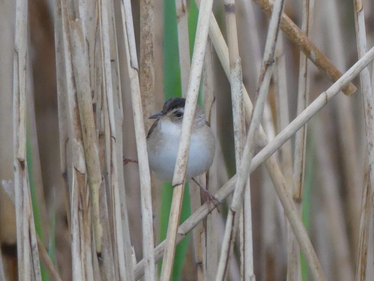 Marsh Wren - ML619672921