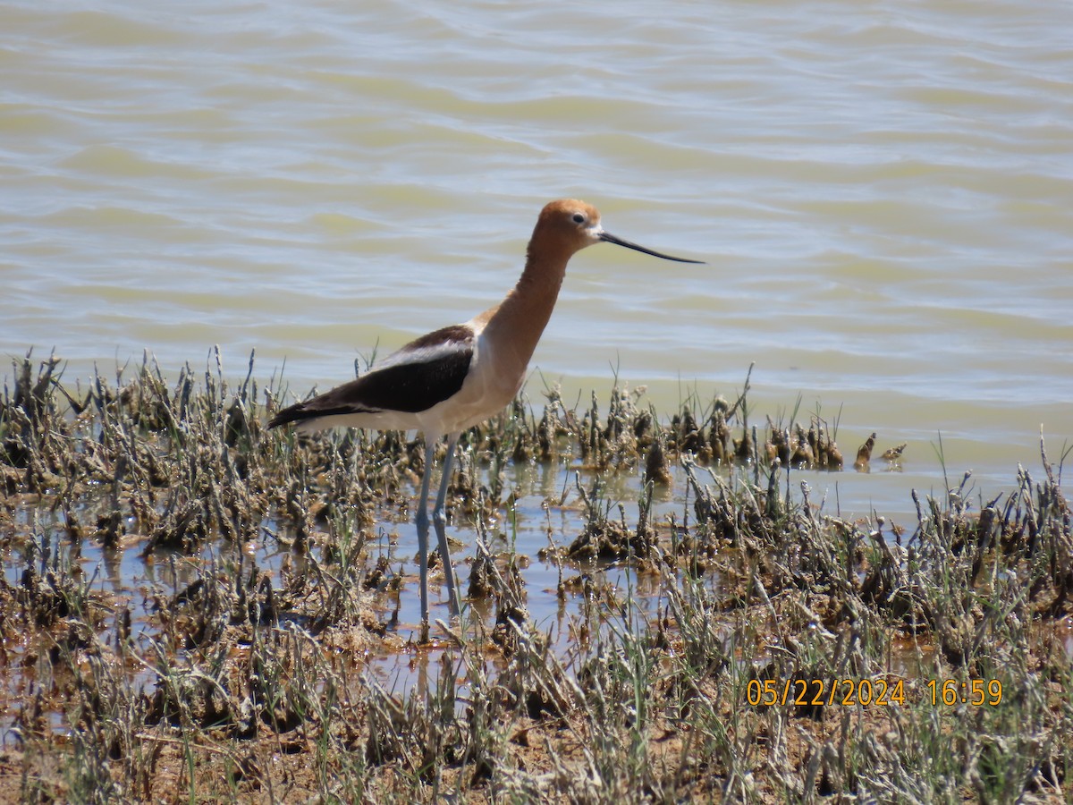 American Avocet - ML619672923