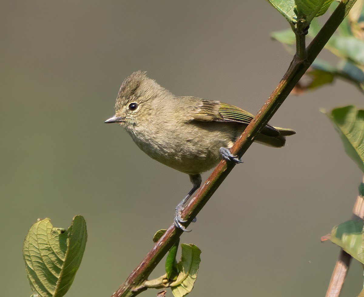 Yellow-browed Tit - ML619672957