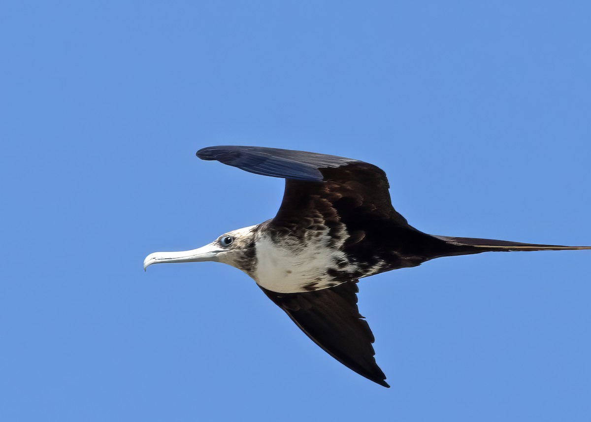 Magnificent Frigatebird - ML619672974