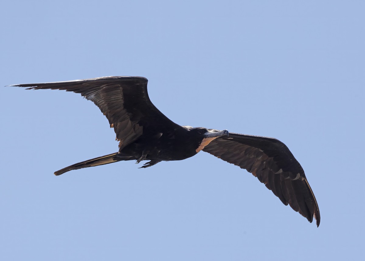 Magnificent Frigatebird - ML619672975