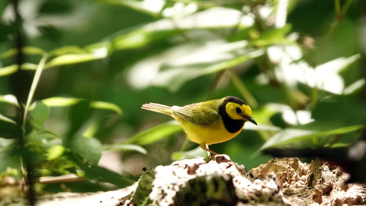 Hooded Warbler - ML619672998