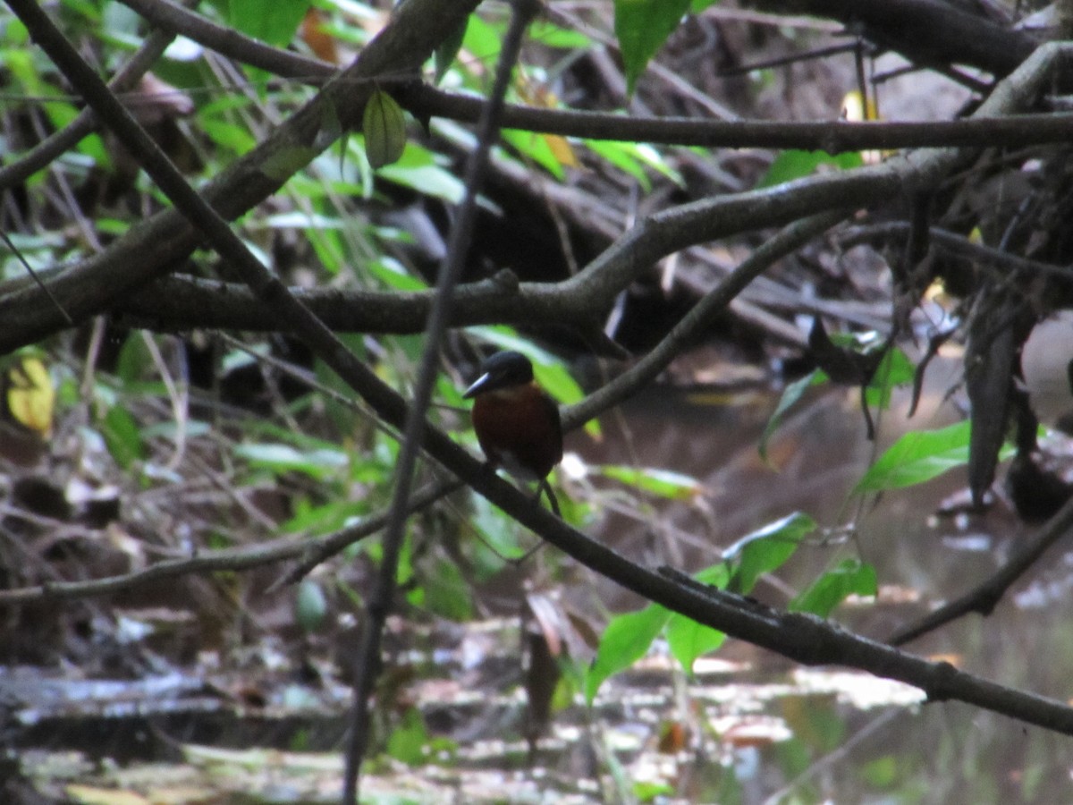 American Pygmy Kingfisher - ML619673036