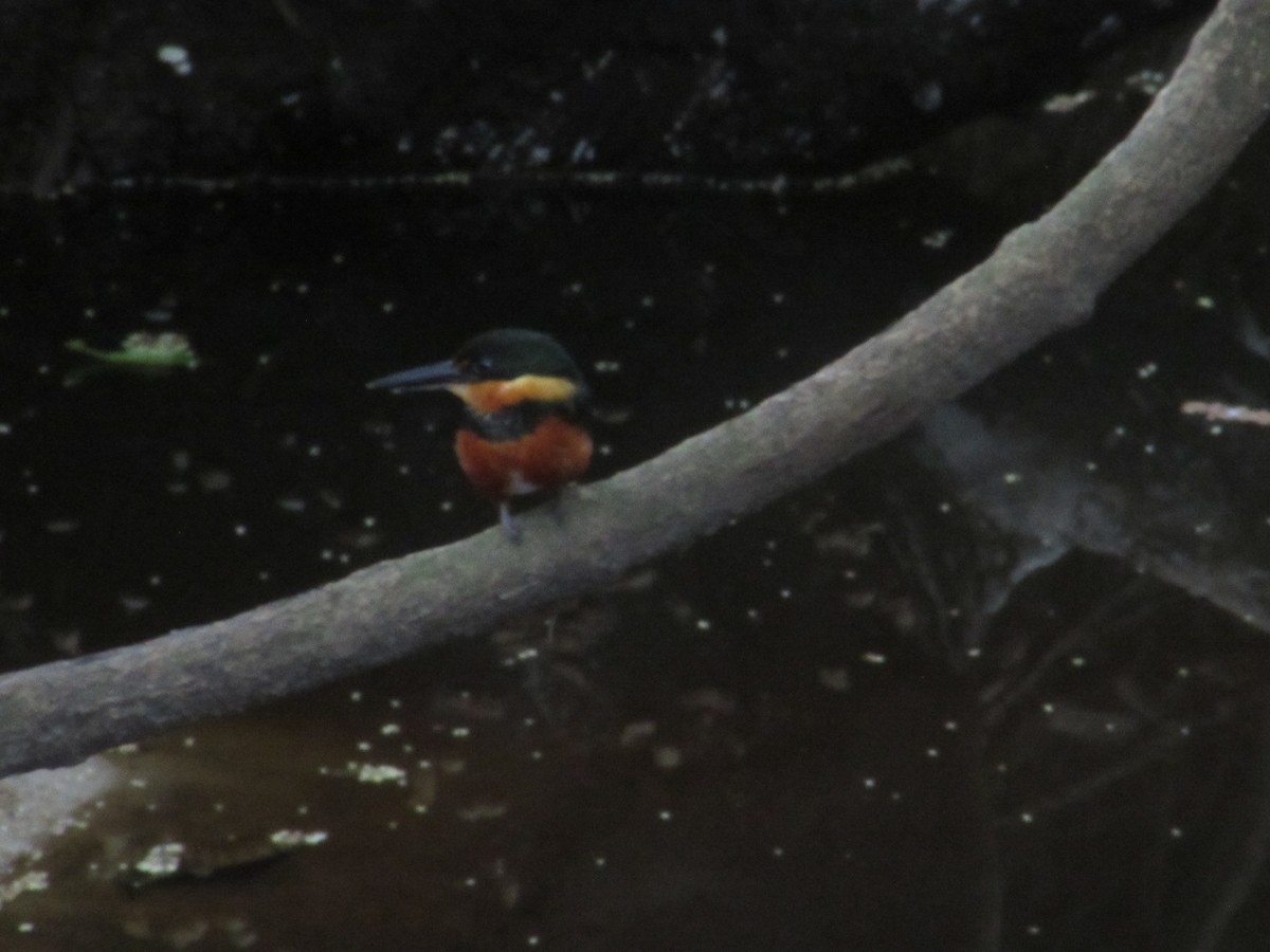 American Pygmy Kingfisher - ML619673040