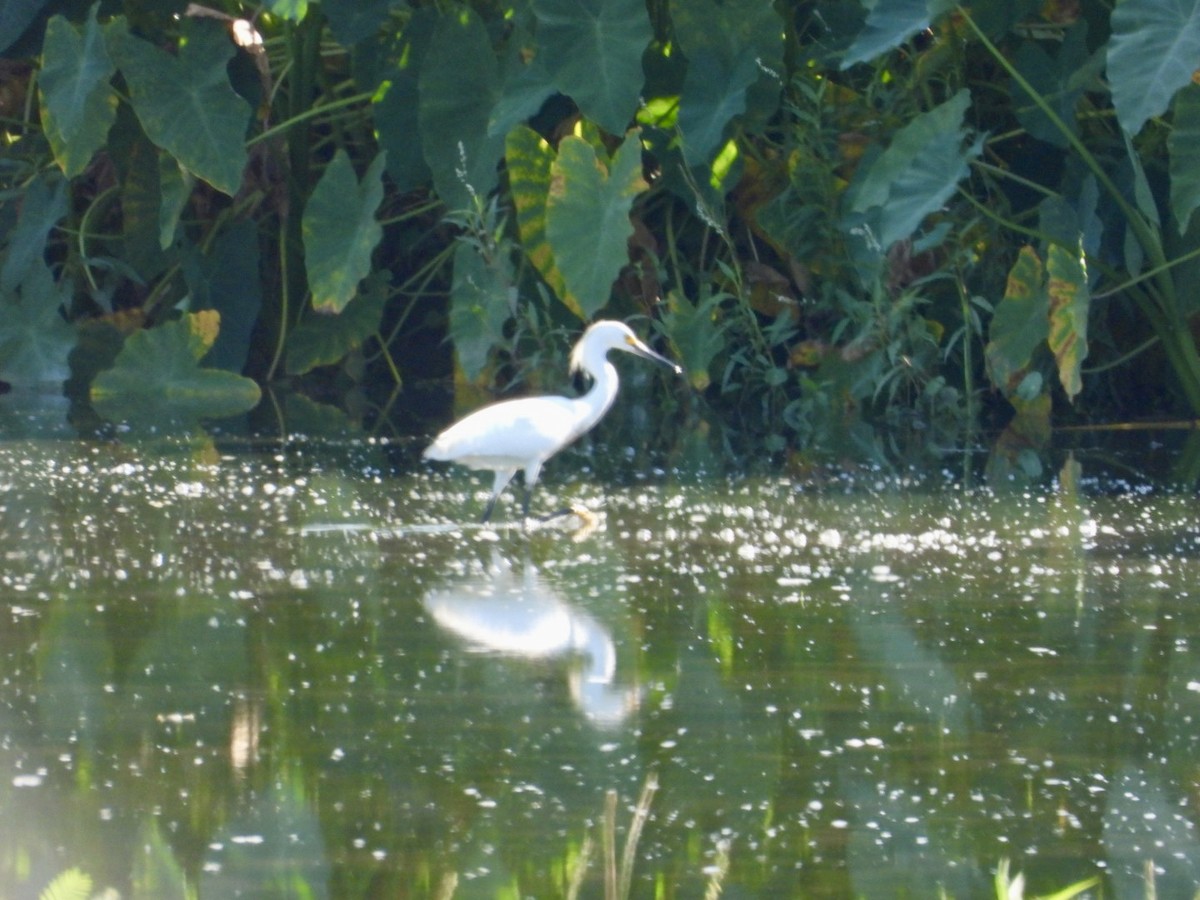 Snowy Egret - ML619673041