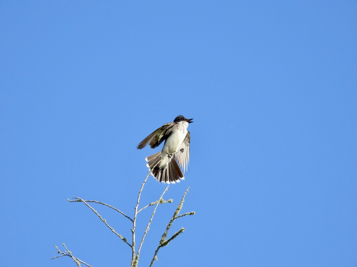 Eastern Kingbird - ML619673061