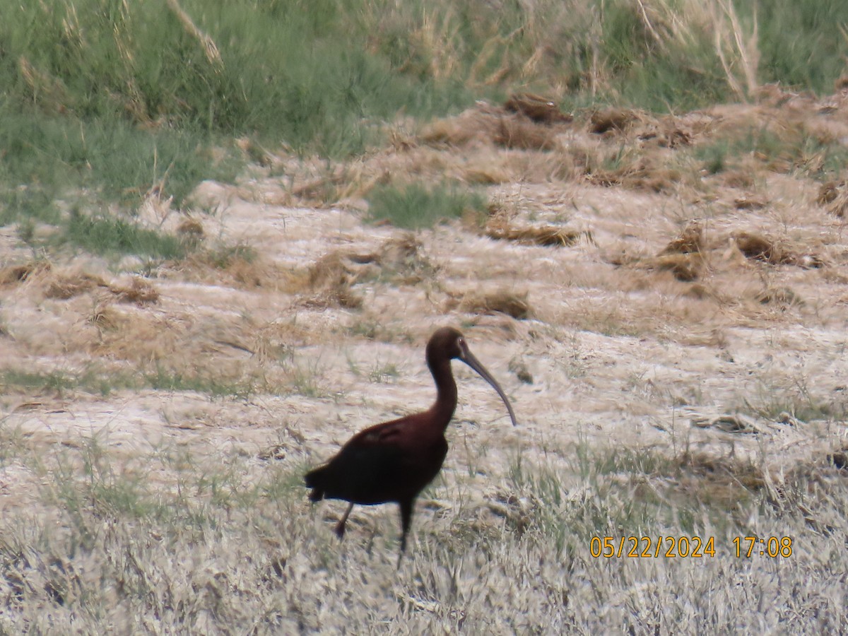 ibis americký - ML619673072