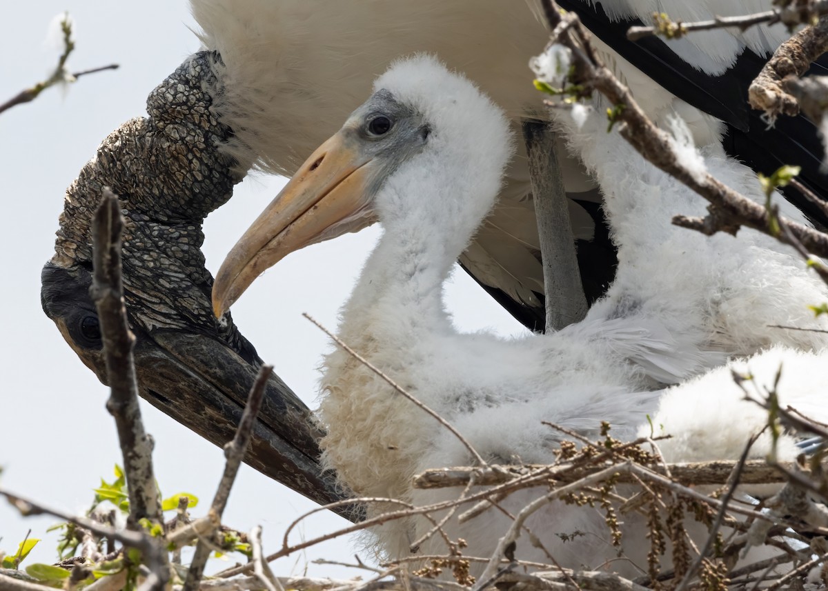 Wood Stork - Jim Guyton