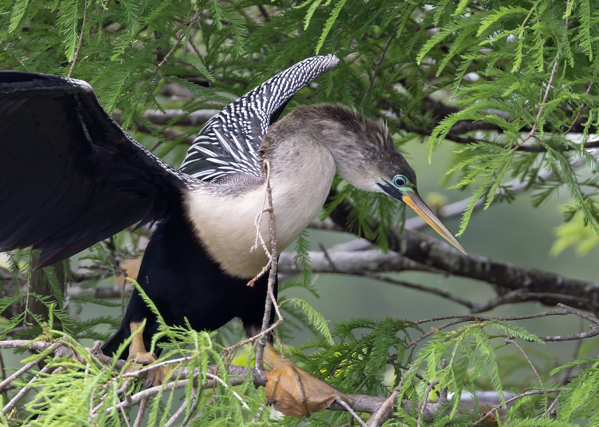 Anhinga d'Amérique - ML619673088