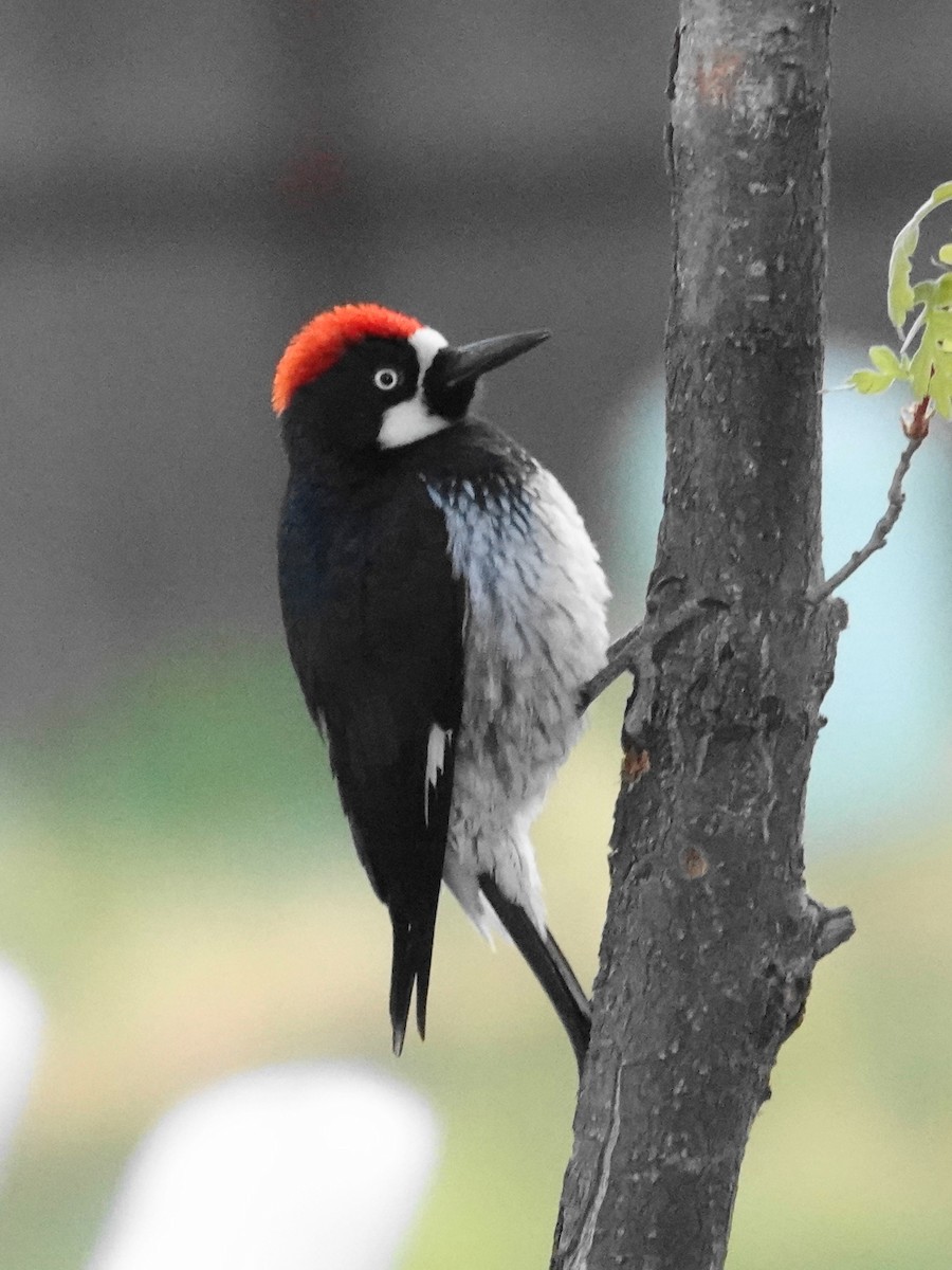 Acorn Woodpecker - ML619673126