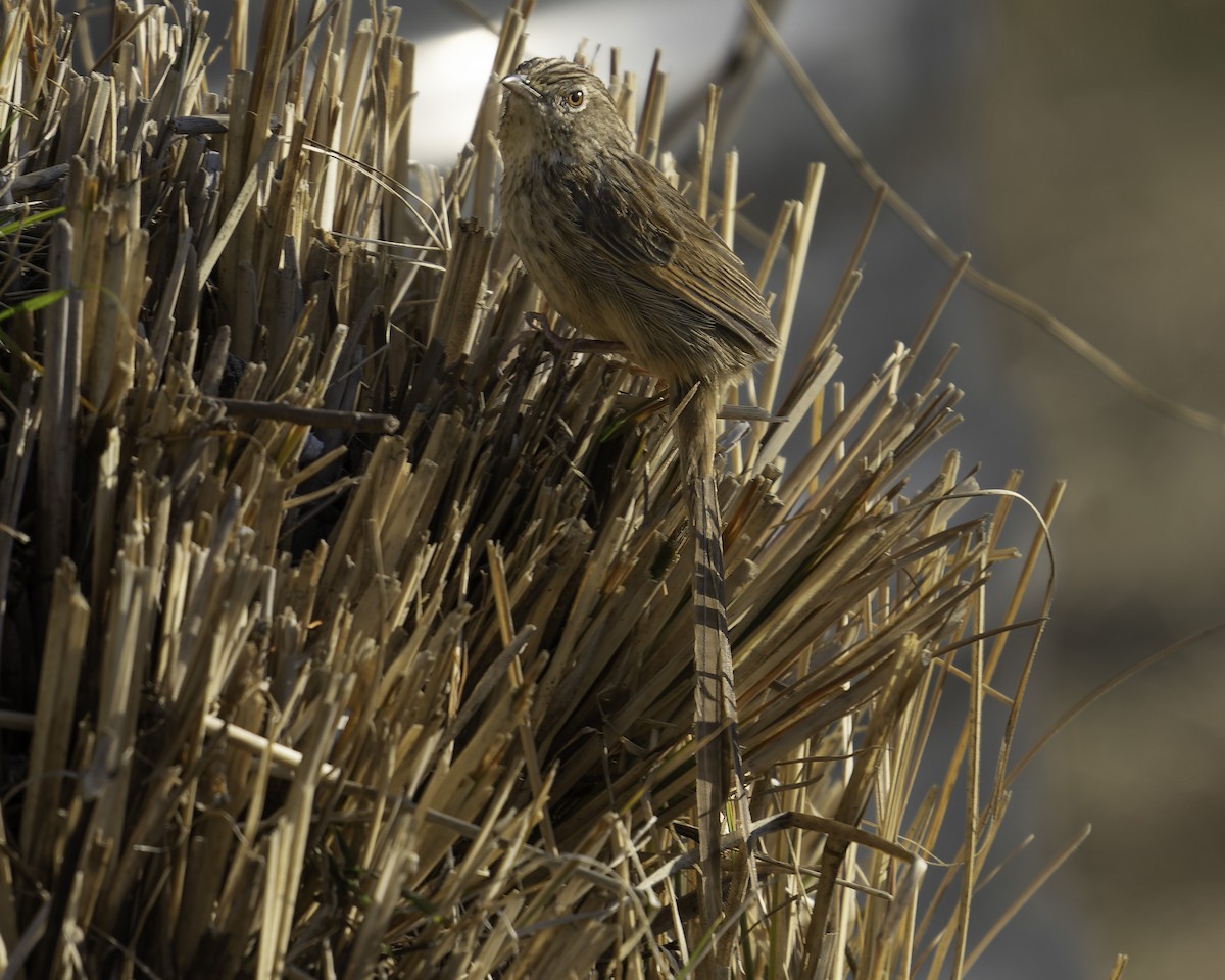 Himalayan Prinia - ML619673130