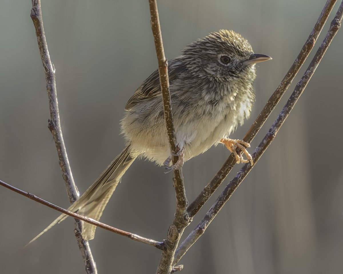 Prinia del Himalaya - ML619673136