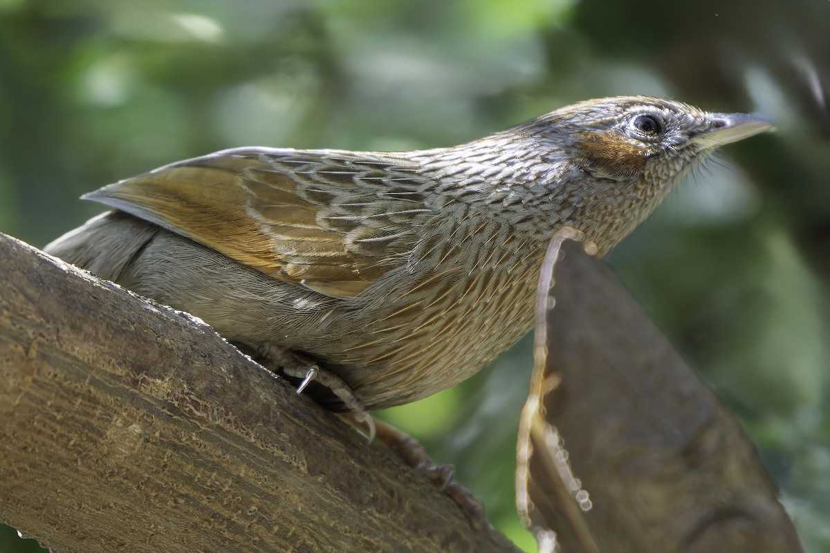 Streaked Laughingthrush - ML619673144