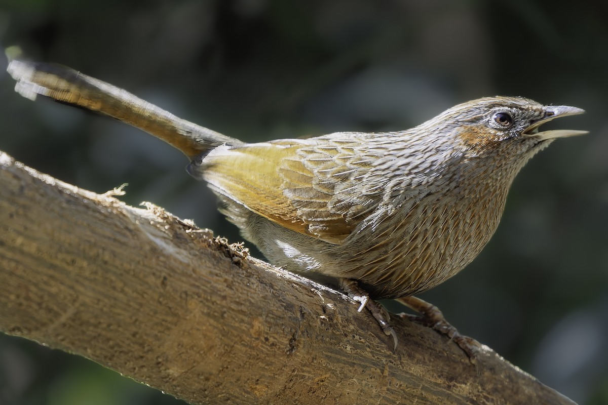 Streaked Laughingthrush - ML619673150