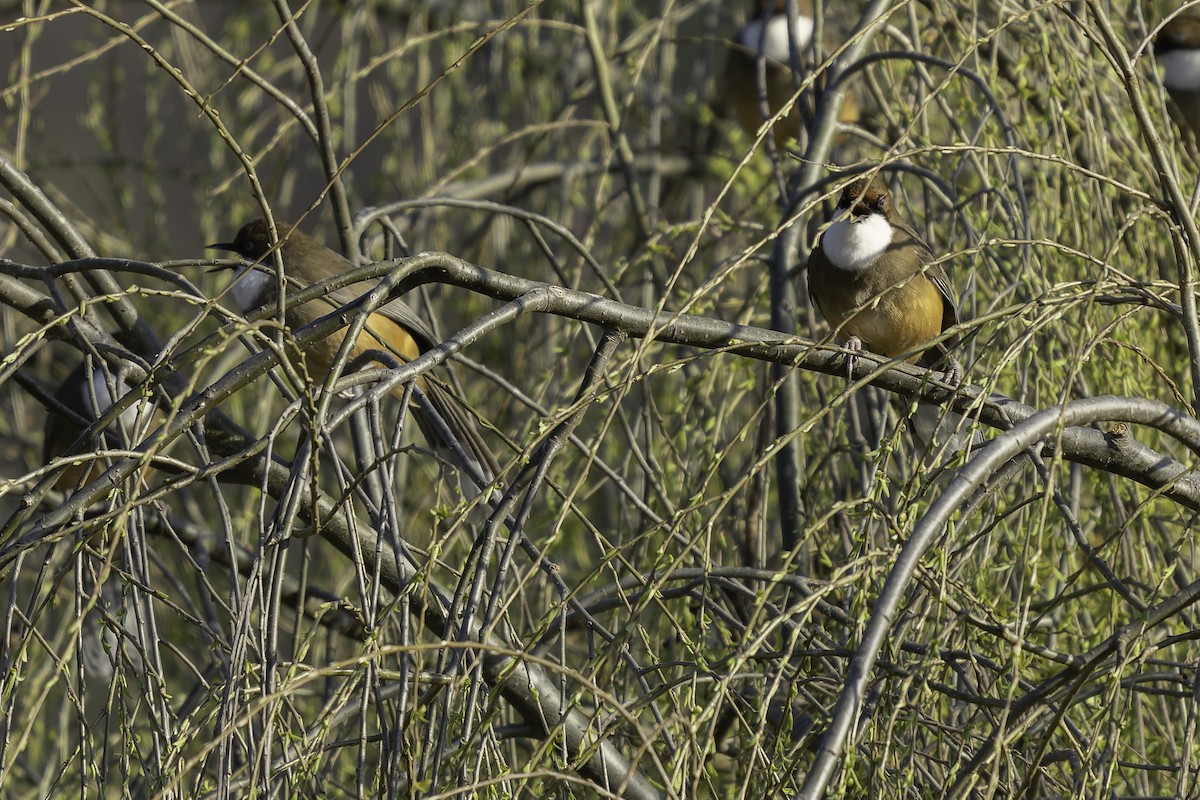 White-throated Laughingthrush - ML619673183