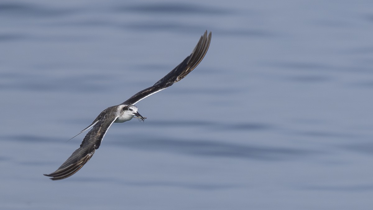 Bridled Tern - ML619673226