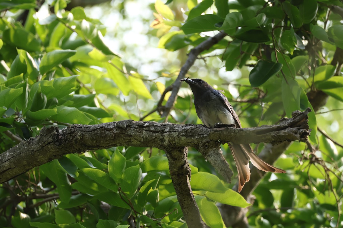 Ak Karınlı Drongo - ML619673268