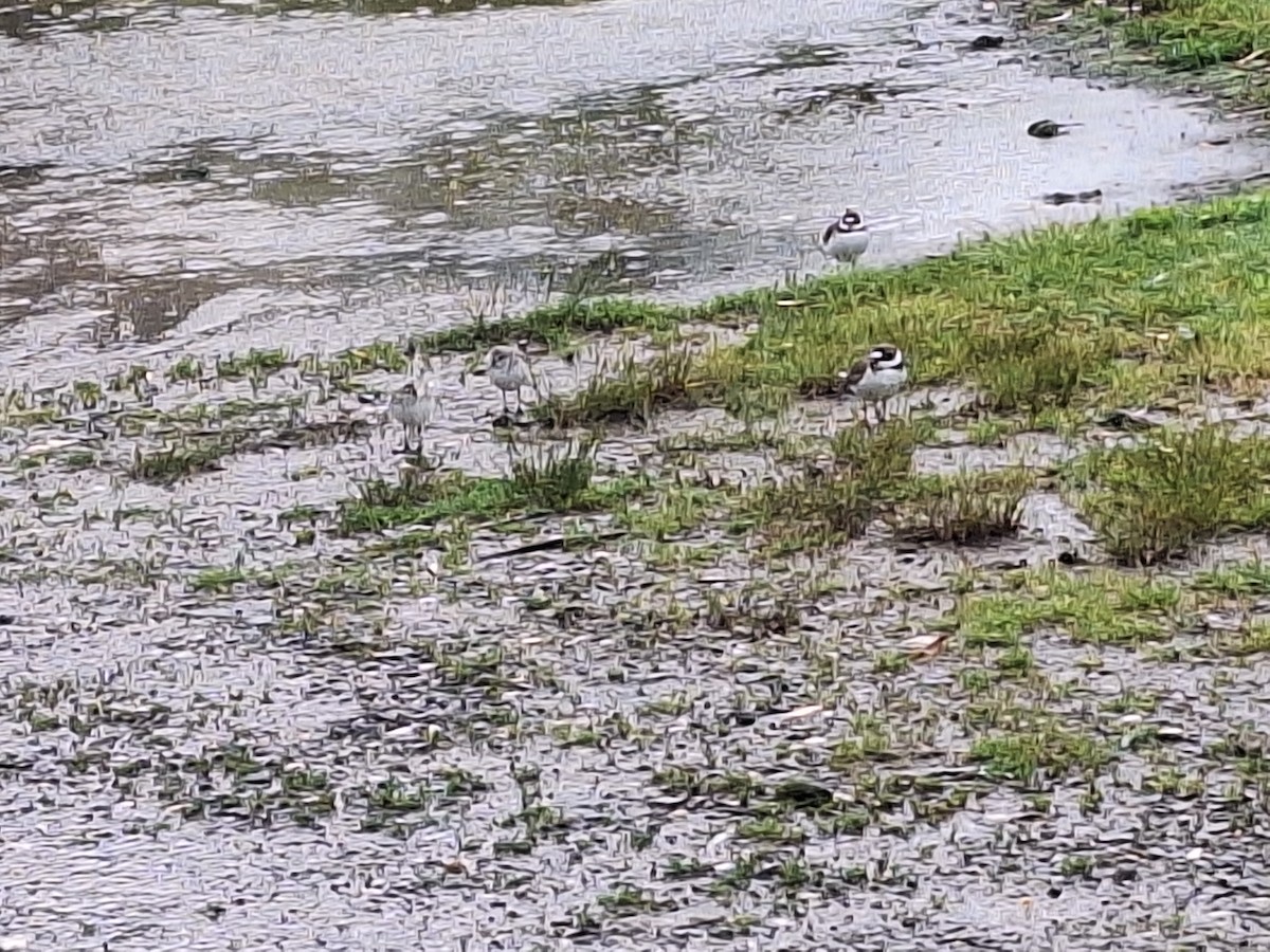 Semipalmated Plover - ML619673275