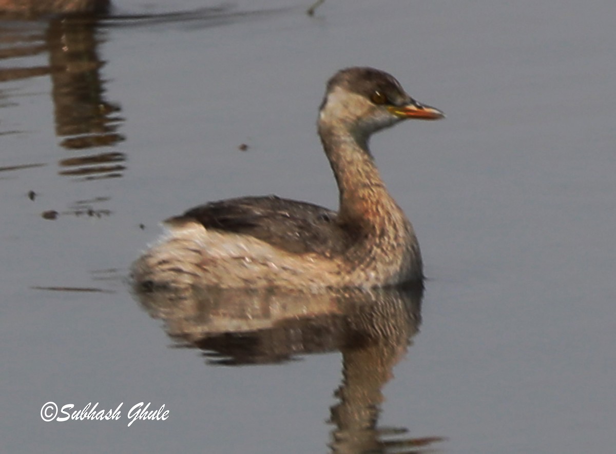 Little Grebe - ML619673286