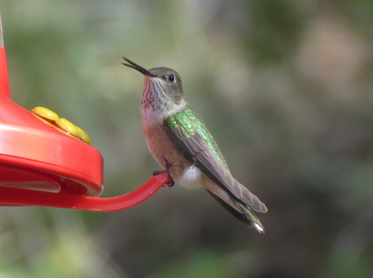 Broad-tailed Hummingbird - ML619673290