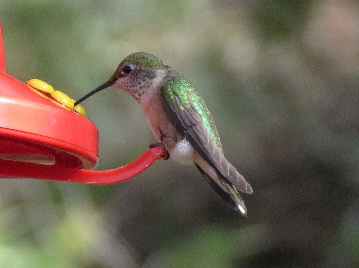 Broad-tailed Hummingbird - ML619673291