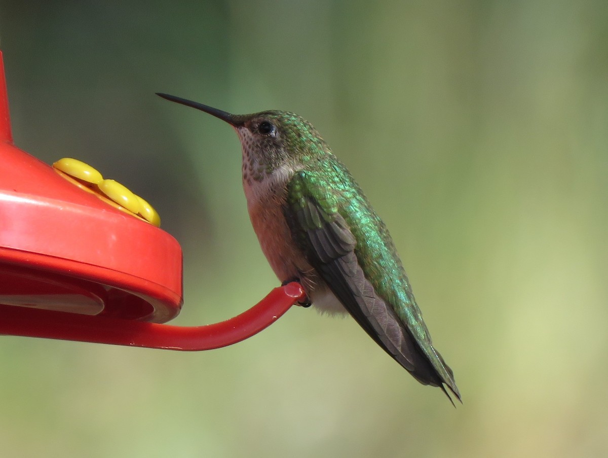 Broad-tailed Hummingbird - ML619673292