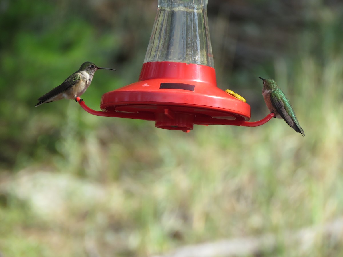 Broad-tailed Hummingbird - ML619673293