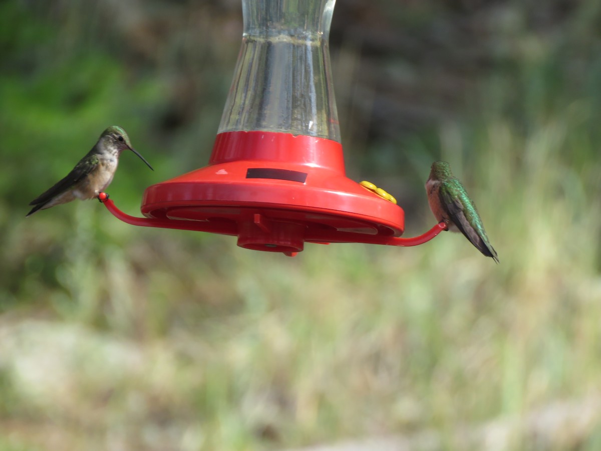 Broad-tailed Hummingbird - ML619673295