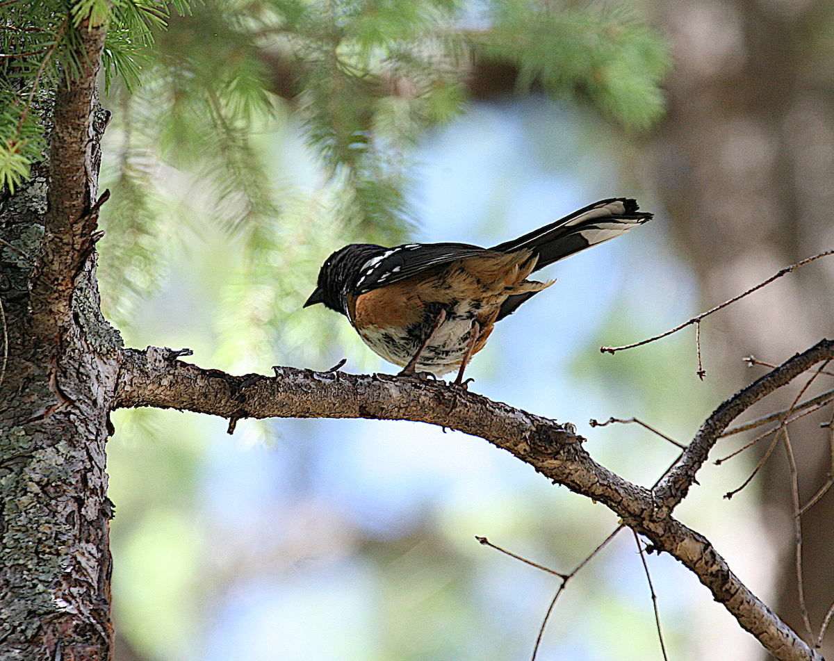 Spotted Towhee - ML619673305
