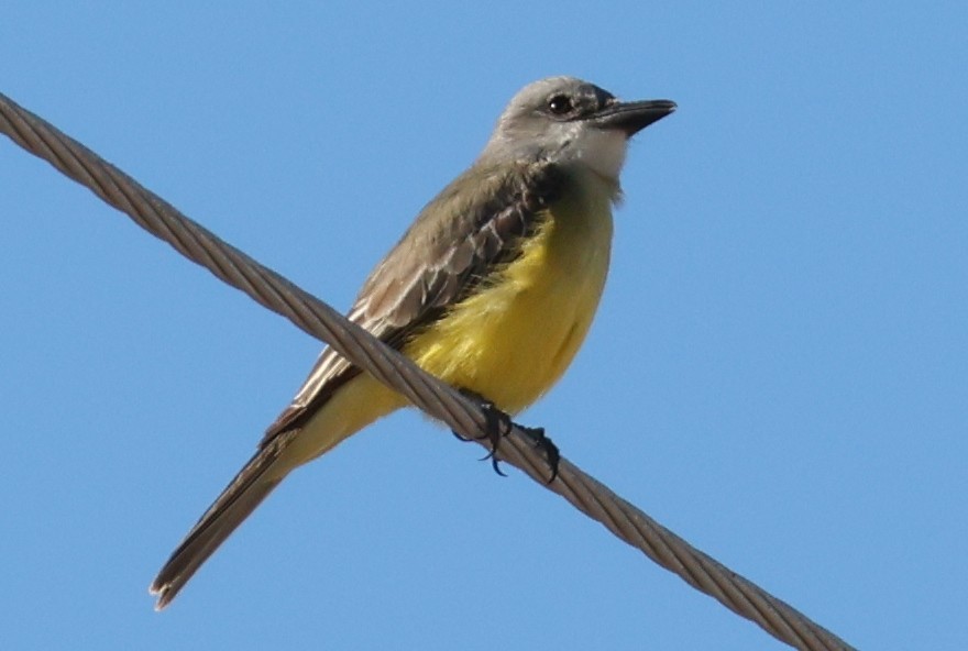 Tropical Kingbird - ML619673317