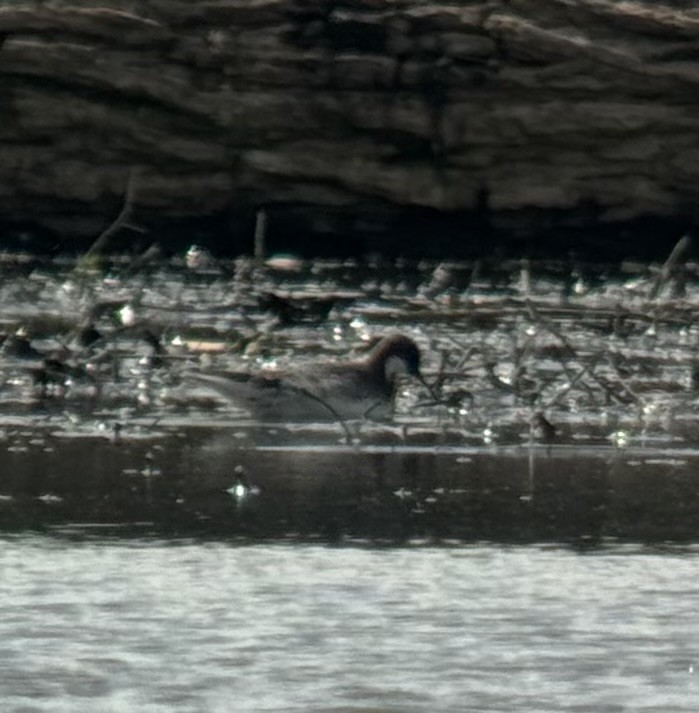 Red-necked Phalarope - ML619673323