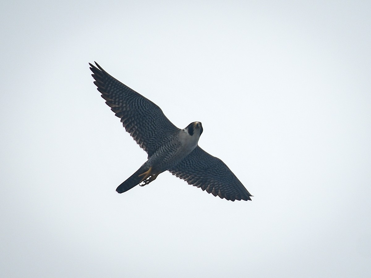 Peregrine Falcon - ML619673328