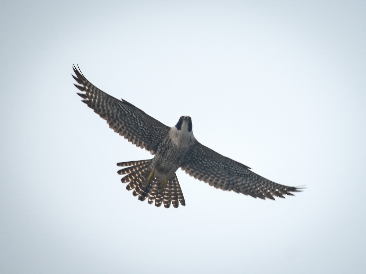 Peregrine Falcon - ML619673340