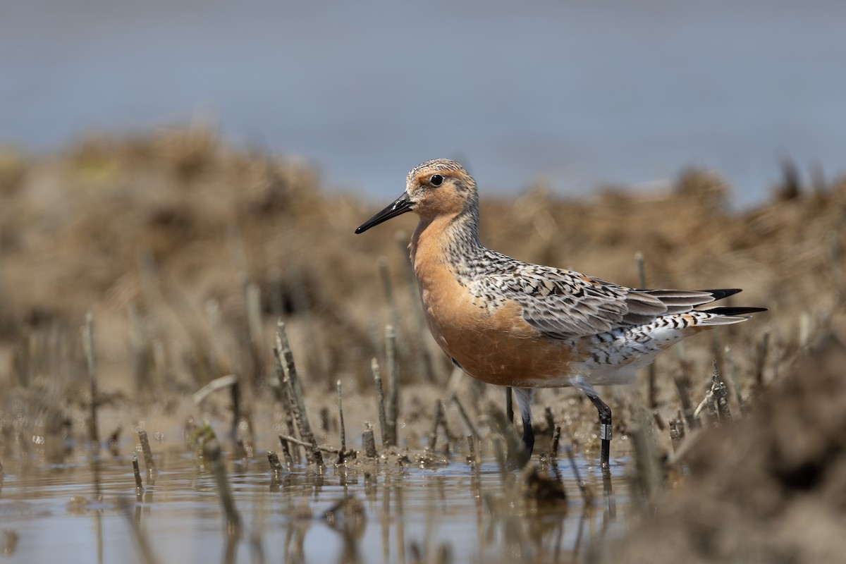 Red Knot - Joe Ballschneider
