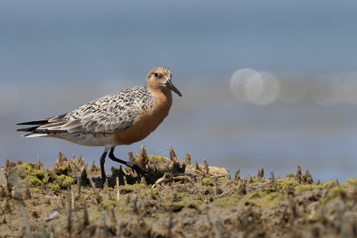 Red Knot - ML619673364